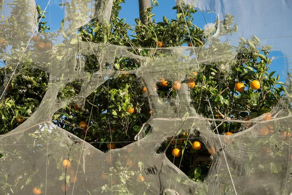 Storm damage on a greenhoused orange plantation — Stock Photo, Image