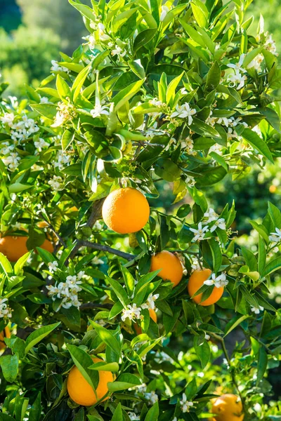 Плантация апельсинов — стоковое фото