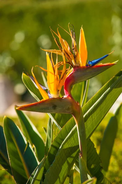 Paradiesvogel — Stockfoto