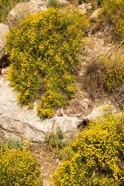 Kwitnienia roślin rumianku — Zdjęcie stockowe