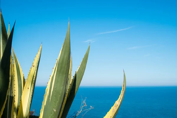 Agave contra o Mediterrâneo — Fotografia de Stock