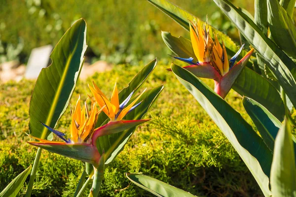 Paradiesvogel — Stockfoto