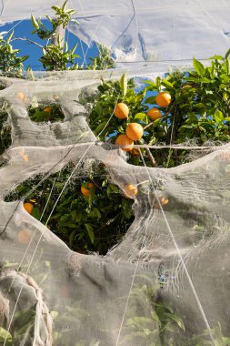 Storm damage on a greenhouse