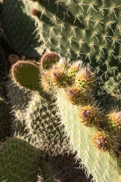 Pełne ujęcie kaktusów w klatce — Zdjęcie stockowe