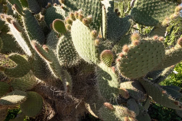 Full frame take of cacti — Stok fotoğraf