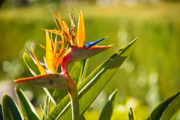 Paradiesvogel — Stockfoto