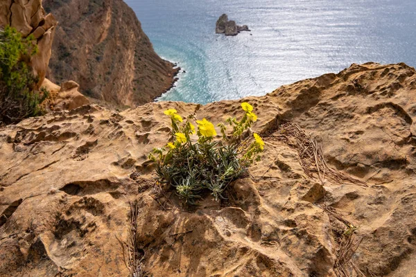 Rock flower against the Mediterranan — Stock Photo, Image