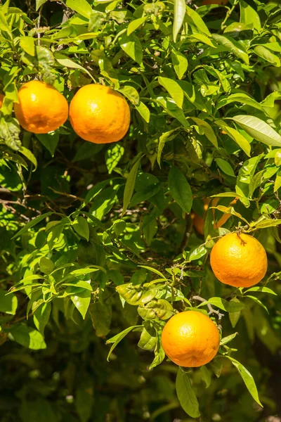 Oranges Mûres Prêtes Être Récoltées — Photo