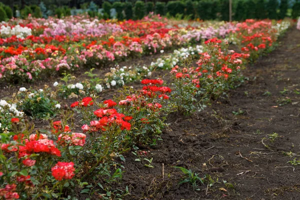 Různé rosesbushes pěstování — Stock fotografie