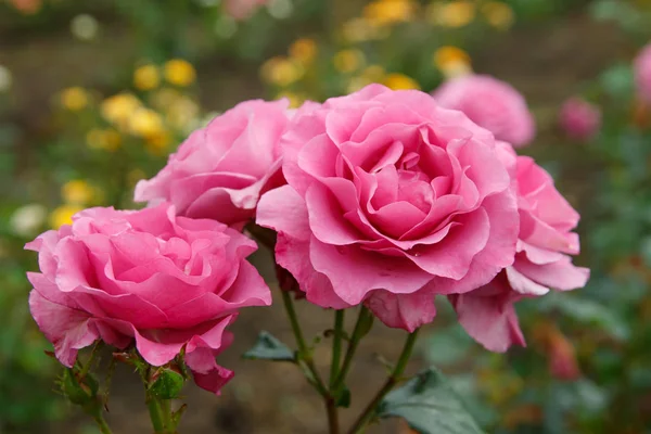 Три рожеві троянди на зеленому — стокове фото