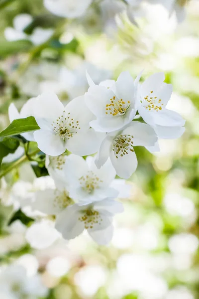 Witte jasmijn bloemen op struik in juni — Stockfoto