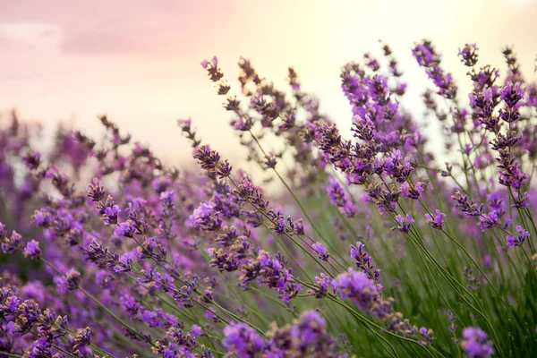 Lavendel florale achtergrond zonovergoten — Stockfoto