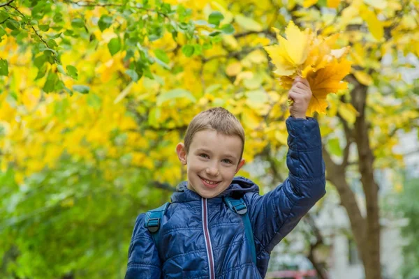 Školák s žlutým javorové listy — Stock fotografie