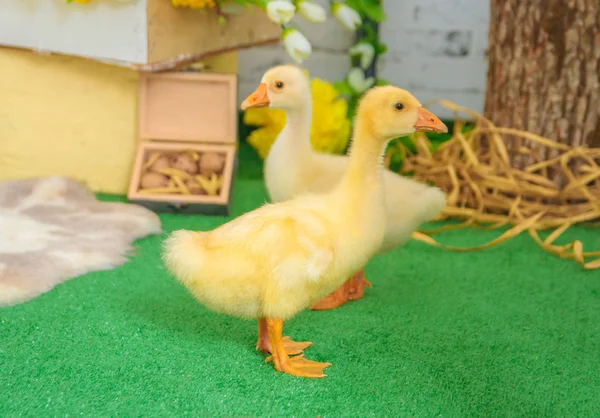 Wo baby gosling w Wielkanoc ozdoby — Zdjęcie stockowe