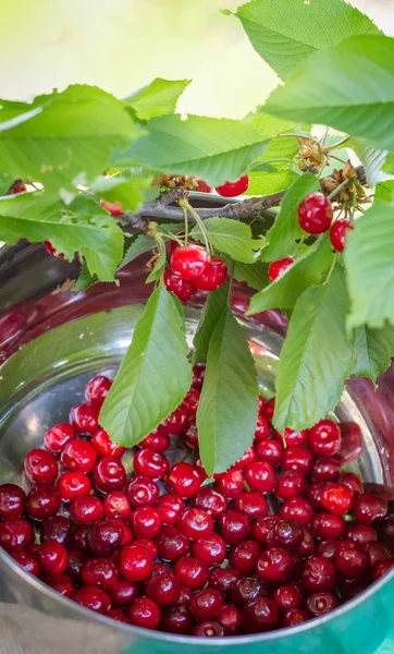 Sweet Cherry w misce na stole z liści — Zdjęcie stockowe