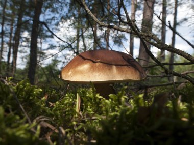 Resmi bir kuruş topuz