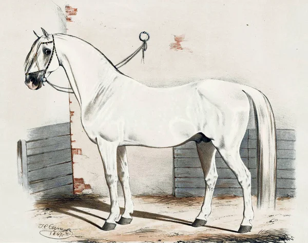 Illustration of thoroughbred horses. — Stock Photo, Image