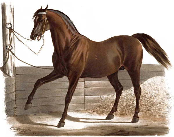 Иллюстрация чистокровных лошадей . — стоковое фото
