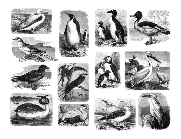 Illustration of Sea birds on a white background. — Stock Photo, Image