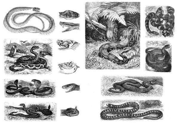 схема строения змеи. змеи спариваются схема. змеи размножение схема. анатомия гадюки. анатомия гадюки.
