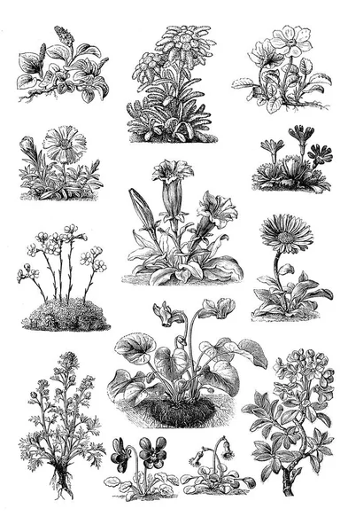 Ilustraciones de plantas. Conjunto — Foto de Stock