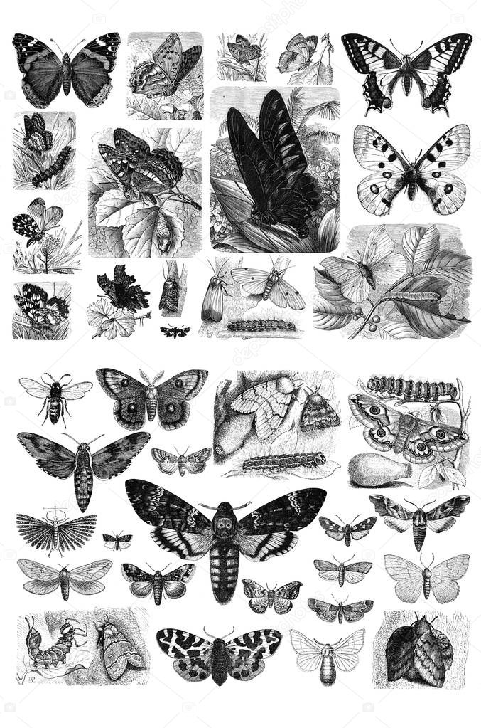 Collection of butterflies on a white background.