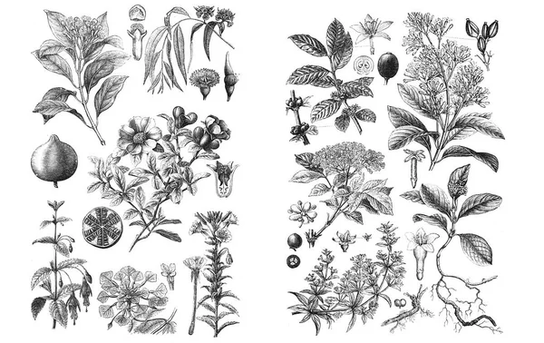 Ilustrações de plantas. Conjunto sobre fundo branco — Fotografia de Stock