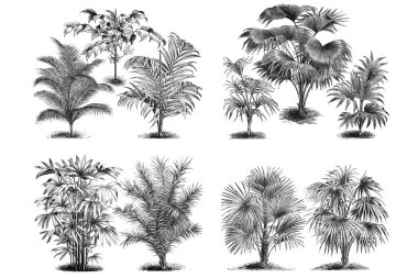 Palm illüstrasyonlar. Beyaz arka plan üzerinde ayarla