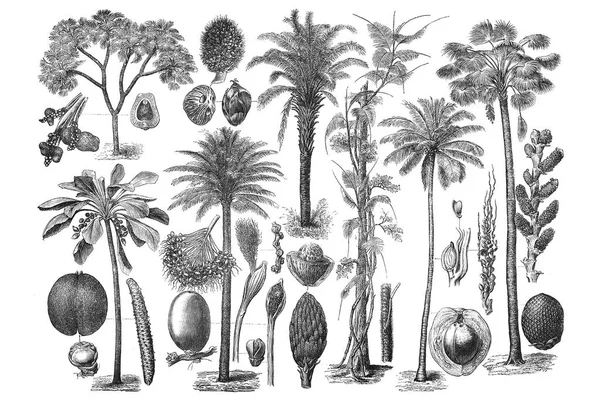 Illustrations of Palm. Set on white background — Stock Photo, Image