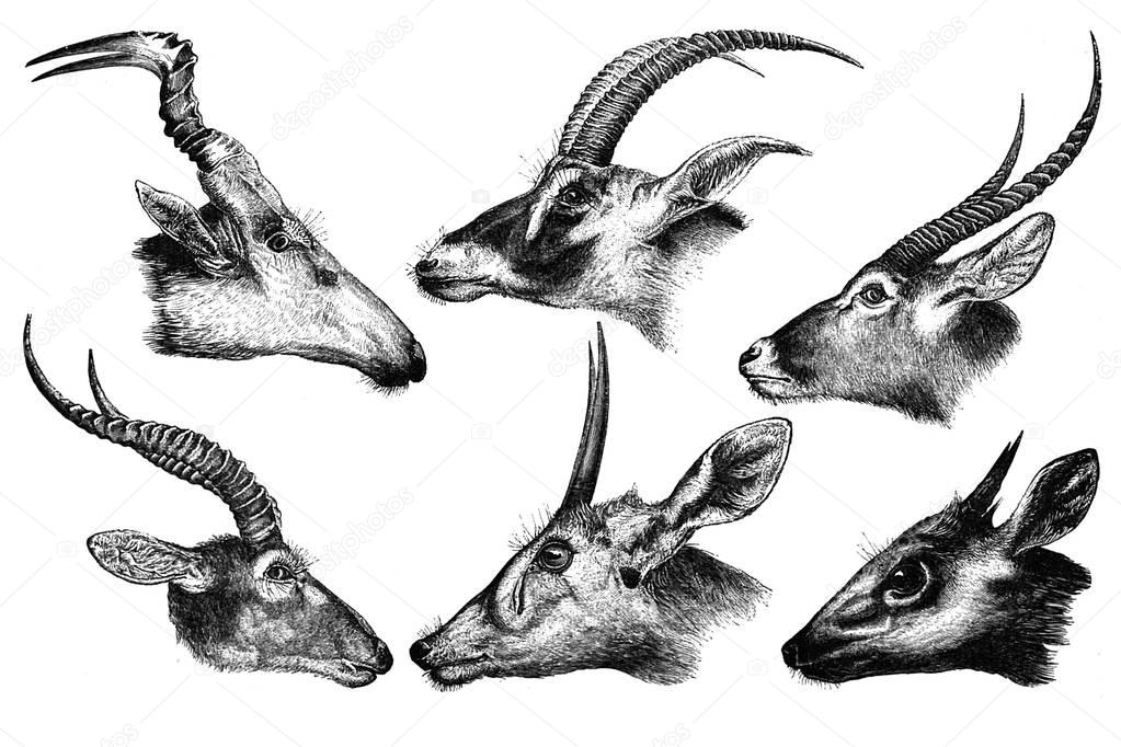 African antelope on a white background.