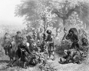 Üzüm hasat.
