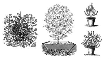 Beyaz arka planda güzel çiçekler.