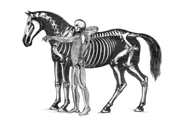 At anatomisi.
