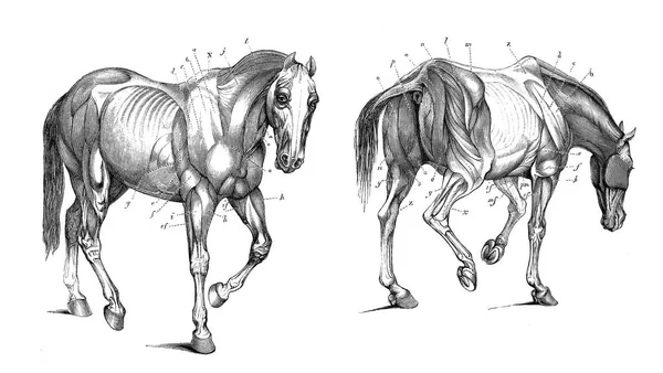 Equinos Cabeça Frontal - Esboço, Crânio e Contorno - Anatomia de Animais ( Cavalo) 