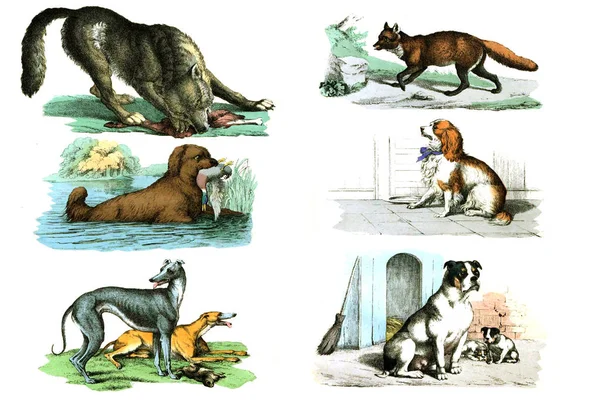 Collection of dogs, wolves, foxes. — Stock Photo, Image