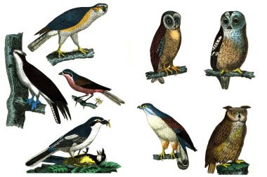 Güzel kuşları beyaz bir arka plan üzerinde.