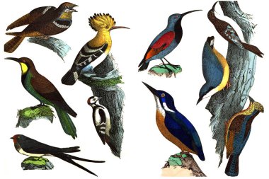 Beyaz bir arka plan üzerinde güzel kuşlar.