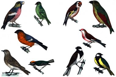 Beyaz bir arka plan üzerinde güzel kuşlar.