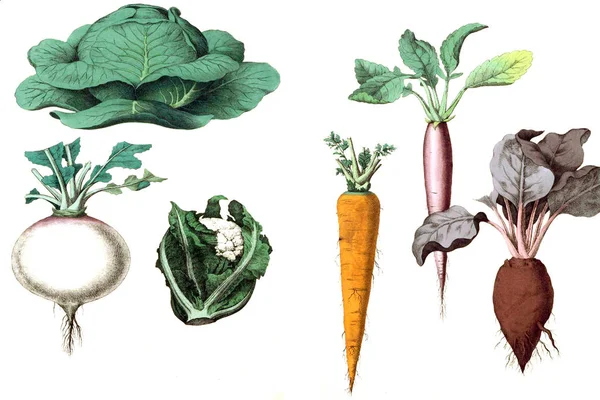 Ilustración de verduras sobre un fondo blanco . — Foto de Stock