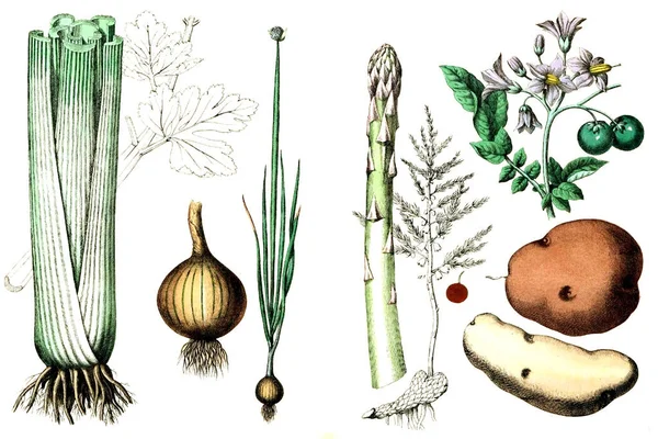 Illustration von Gemüse auf weißem Hintergrund. — Stockfoto