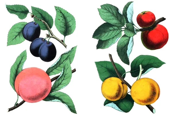 Abbildung von Pflaume, Aprikose und Pfirsich. — Stockfoto