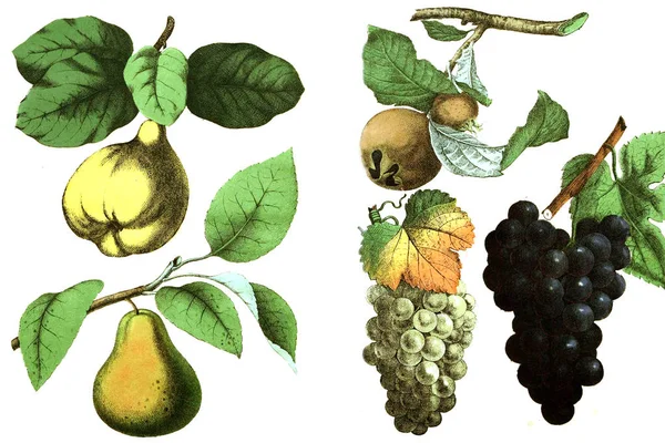 Illustration of grapes and pears. — Stock Photo, Image