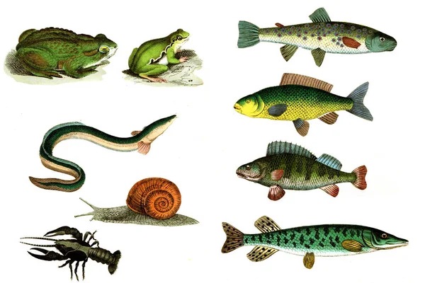 The inhabitants of the rivers. — Stock Image The inhabitants of the rivers. Stock Photo