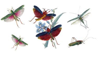 Çekirge ve çekirge, beyaz bir arka plan üzerinde gösterimi.