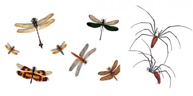 Çekirge ve çekirge, beyaz bir arka plan üzerinde gösterimi.