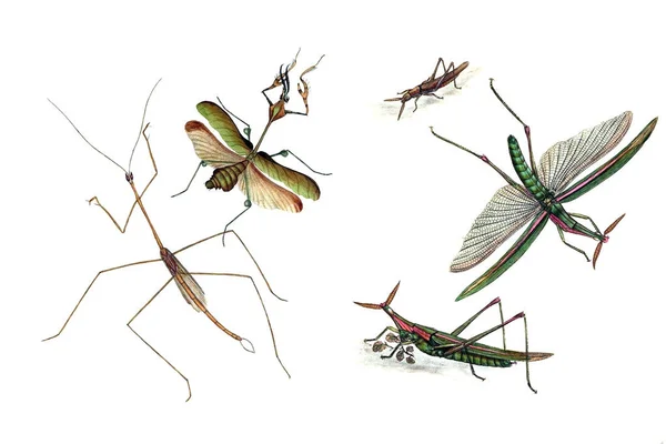 Illustration de sauterelles et sauterelles, sur fond blanc . — Photo
