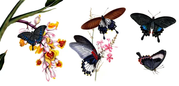 Ilustrace motýlů a rostlin. — Stock fotografie