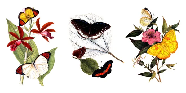 蝴蝶和植物插图. — 图库照片