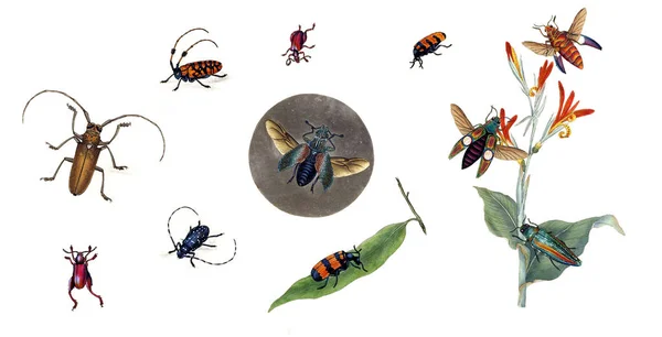 Ilustração de bugs em um fundo branco . — Fotografia de Stock