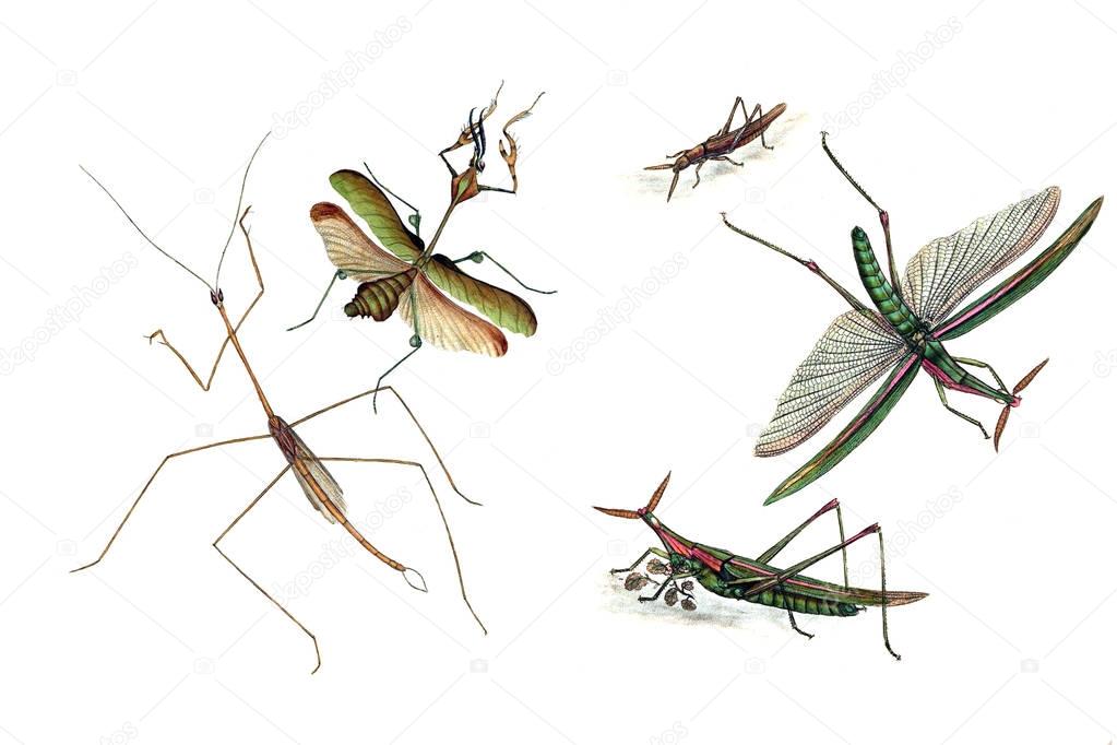 Illustration of grasshoppers and locusts, on a white background.